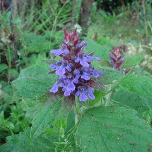 n[u̕c/JCWhEib㗳_j3|bg