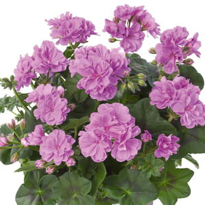 Ԃ̕c/ACr[[jEFAC[_@Cgp[v3.5|bg