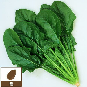 [](ƖpE󒍐Yi)zE\EFn^[ vC~OM3[؃^l]*