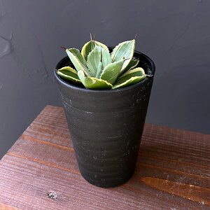 ϗtA/AKxFp[@gJ[^ CXg[N@3.5A25-01