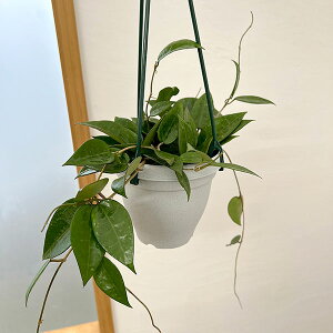 ϗtA/zFpVeBJ@ubNGbW@4݂蔫