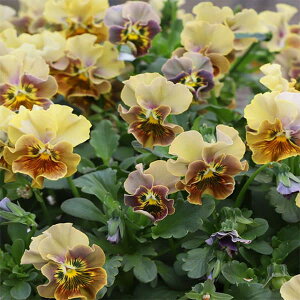 Ԃ̕c/MSKK[fփtWrIFa_NVbNJ[ Tij3|bg