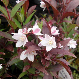 Ԗ ؂̕c/qEcMFxjKX~4|bg