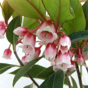 Ԗ ؂̕c/zRhE_ccW4.5|bg