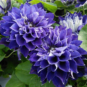 N}`X̕c/N}`XFVVMNiVʁj4O|bg