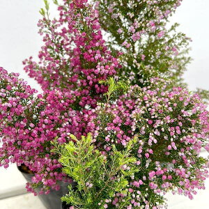 Ԗ ؂̕c/i킯jGJFZ i~p[viԐFv炢j3|bg[10`12J ZԐFn̏HGJ]