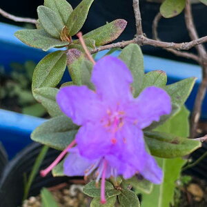 Ԗ ؂̕c/VNiQF}|[5|bg