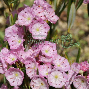 R쑐̕c/qVNiQFAXJPΓ 3|bg