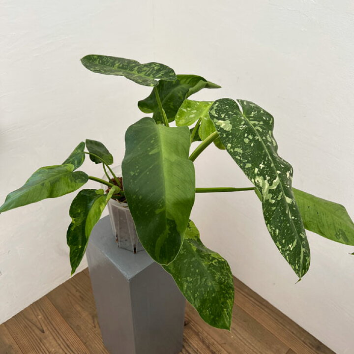 楽天市場】観葉植物/[ザ・ファームセレクト]フィロデンドロン 