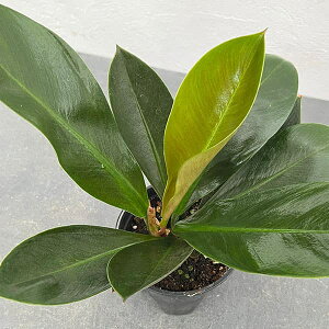 �ϗt�A��/[�I���Z�[��]�i�킯��������j�t�B���f���h�����F�����i�C�N���X 3.5���|�b�g