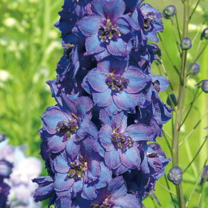 ���Ԃ̕c/�f���t�B�j�E���F�p�K���p�[�v���Y3.5���|�b�g