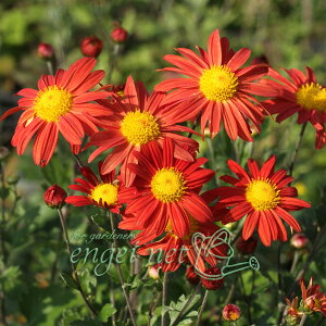 R쑐̕c/LNFԃTc}mMN3|bg