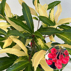 Ԗ ؂̕c/i}EjFDсiԎj5A[t]