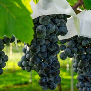 ʎ̕c/uhEFiKmp[v}ؕc4|bg