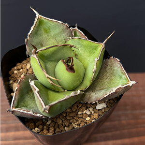 ϗtA/AKxFWK[m[g@2.5A