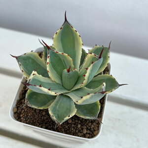 ϗtA/AKxFgˊсi傤ɂj3.5A*