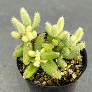 ϗtA/fXy}FсiChEjVLj@2|bg*