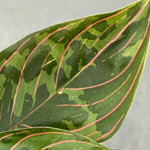 ϗtA/AOIl}FbhA[~[ 2.5|bg