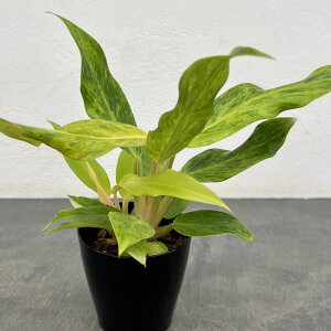 ϗtA/tBfhFIW}[}[h@3.5|bg