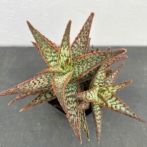 ϗtA/AGF}EiPA@3.5|bg