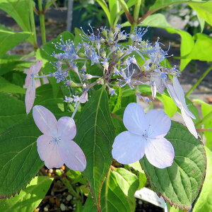 Ԗ ؂̕c/}AWTCFCE`KXiRj4|bg