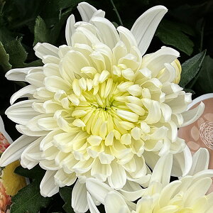 Ԃ̕c/|bg}ERXRpNg zCg3.5|bg