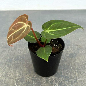 ϗtA/AXEijFhL×G[XIuXy[hij 2.5|bg