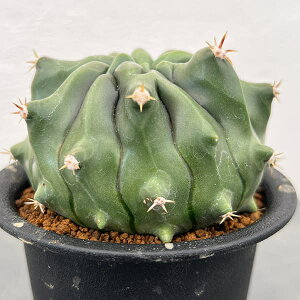 ϗtA/[UEt@[ZNg]tFJN^XFZhhʖhnihj@3A