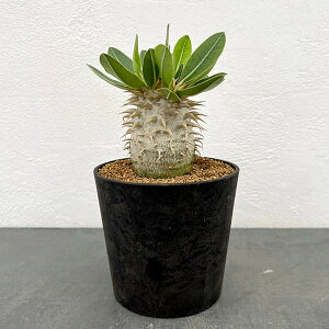 ϗtA/[UEt@[ZNg]pL|fBEFGulE 4A25-01