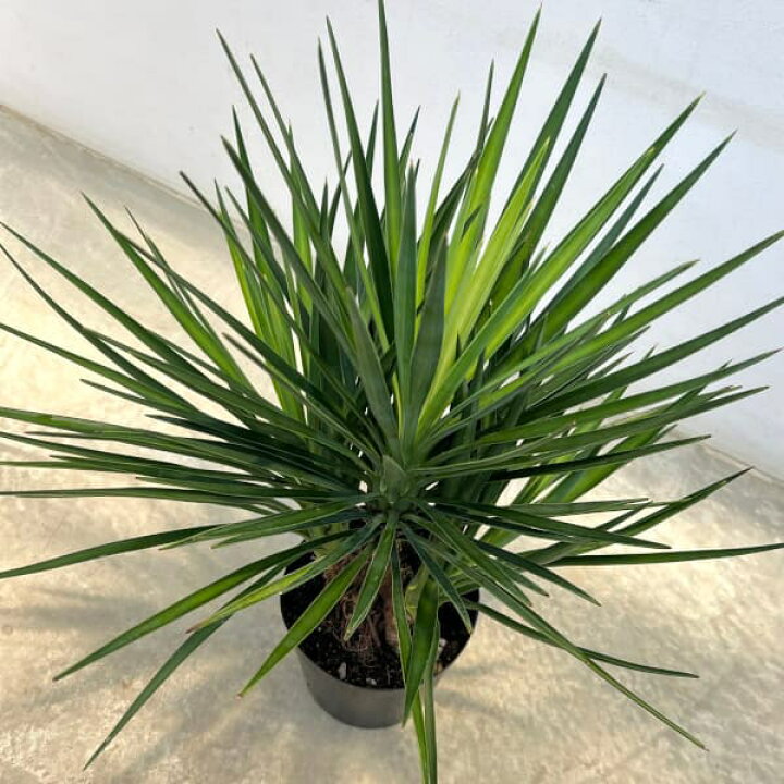 楽天市場】観葉植物/ユッカ：アロイフォリア（センジュラン）7号鉢植え 