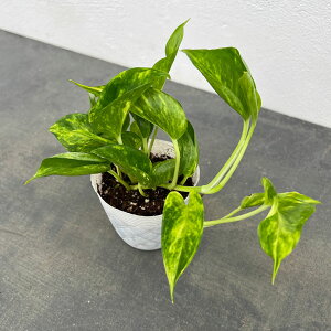 ϗtA/|gXFemS[hWbN@3|bg