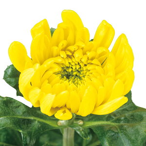 Ԃ̕c/ԂȂe~炫 炫ցF 4|bg