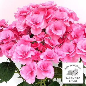 Ԗ ؂̕c/AWTCFNAisNj3.5|bg