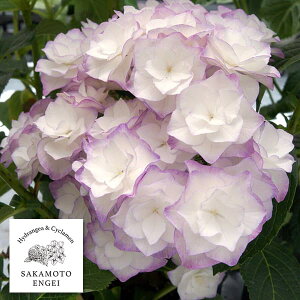 Ԗ ؂̕c/AWTCF_iREEjiu[j3.5|bg