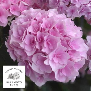 Ԗ ؂̕c/AWTCF|[WBu[P@G[isNj3.5|bg