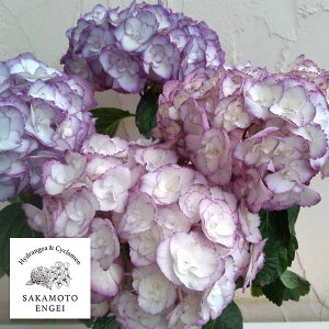 Ԗ ؂̕c/AWTCFGWFJiu[j3.5|bg