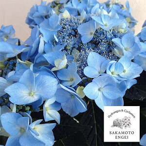 Ԗ ؂̕c/AWTCFĊCiic~jiu[j3.5|bg