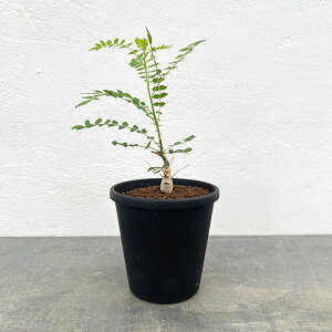 ϗtA/{XEFAFlON^ 3.5A