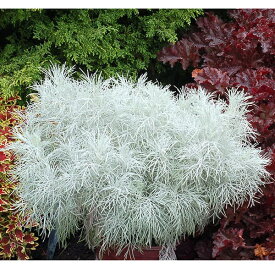 草花の苗/アルテミシア：マカナ シルバー3号ポット