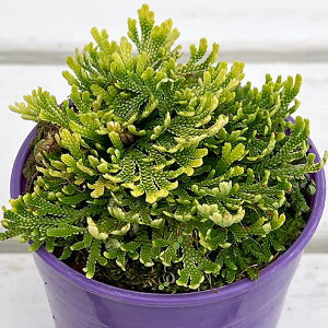 R쑐̕c/Cqo:сiRjVLj2.5|bg