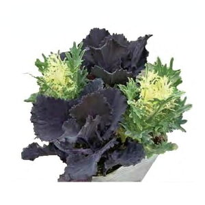 Ԃ̕c/n{^FubN[tWbN4{A3|bg