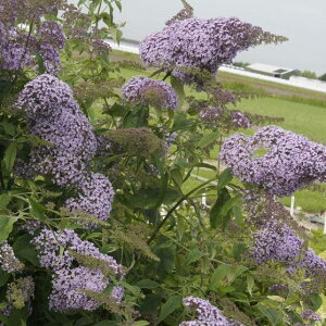 Ԗ ؂̕c/ubhAFKo[5|bg