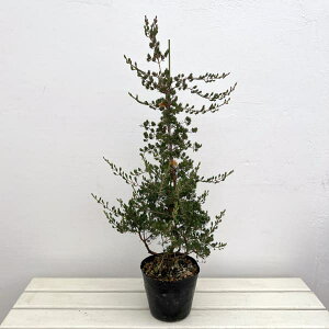 �Ԗ� ��؂̕c/�_�[�E�B�j�A�F�^�N�V�t�H���A�i�c���[�d���āj5���|�b�g