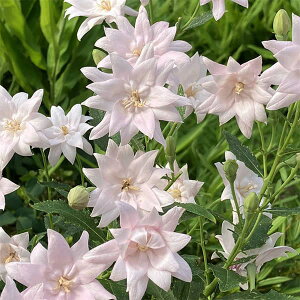 R쑐̕c/LLE(j[jFd炫\tgsN傤Eقق3|bg