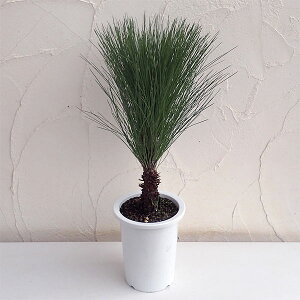 Ԗ ؂̕c/_CIEVEi剤j5A