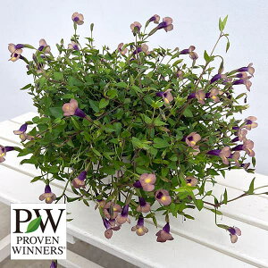 Ԃ̕c/X[p[gjAFJ^[i [Y5XbgIAVXA