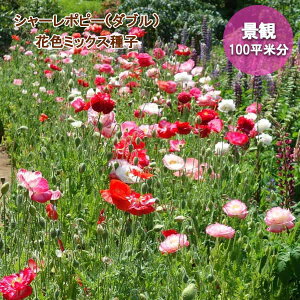 V[|s[i_ujԐF~bNXq100mll