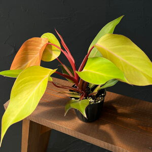 �ϗt�A��/�t�B���f���h�����F�p�[�V�����v�����Z�X�@3��