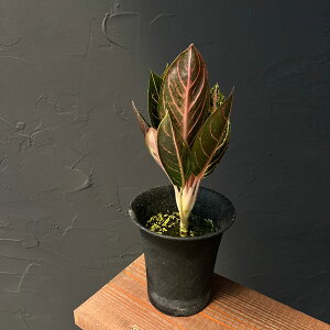 ϗtA/AOIl}FbhX}g@4A25-01