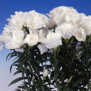 Ԃ̕c/Sf`FW[ zCg3.5|bg